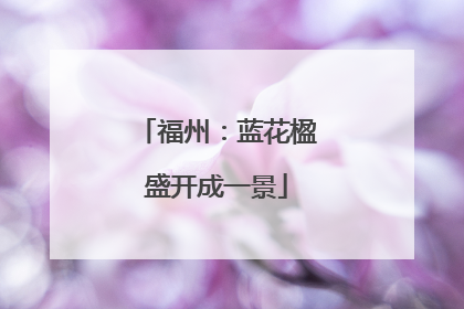 福州：蓝花楹盛开成一景