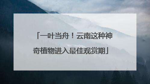 一叶当舟！云南这种神奇植物进入最佳观赏期