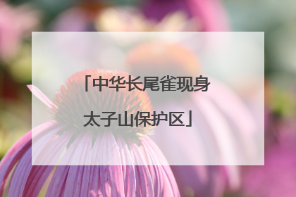 中华长尾雀现身太子山保护区