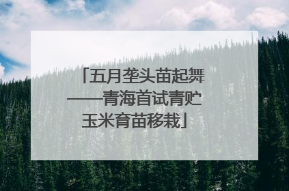 五月垄头苗起舞——青海首试青贮玉米育苗移栽