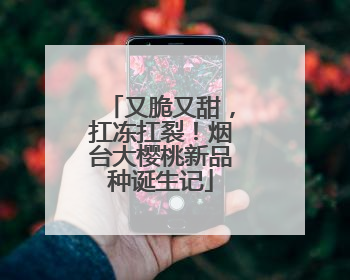 又脆又甜，扛冻扛裂！烟台大樱桃新品种诞生记