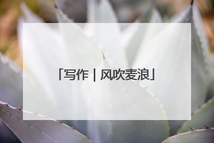 写作｜风吹麦浪