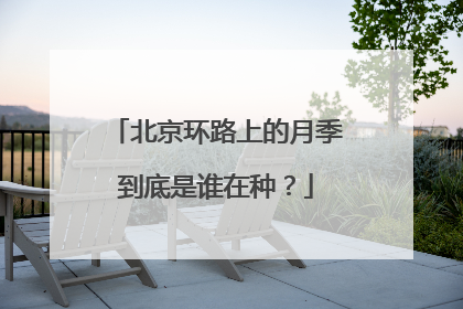 北京环路上的月季到底是谁在种？