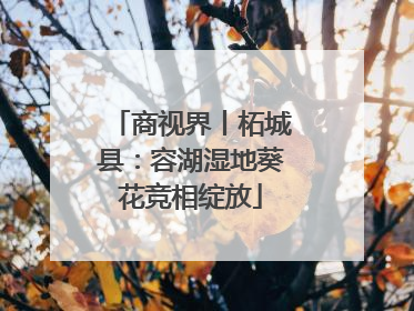 商视界丨柘城县：容湖湿地葵花竞相绽放