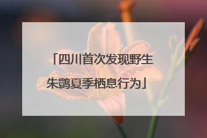四川首次发现野生朱鹮夏季栖息行为