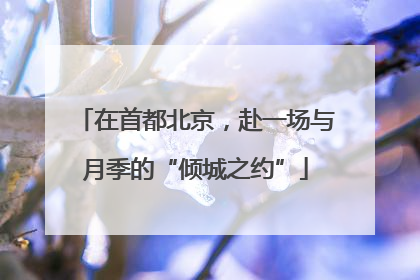 在首都北京，赴一场与月季的“倾城之约”