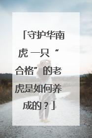 守护华南虎 一只“合格”的老虎是如何养成的？
