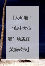 太萌啦！“鸟中大熊猫”幼崽在黄陂破壳