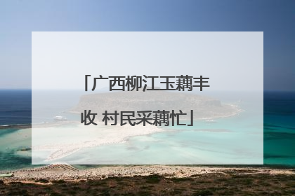 广西柳江玉藕丰收 村民采藕忙