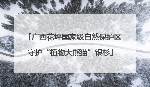 广西花坪国家级自然保护区守护“植物大熊猫”银杉