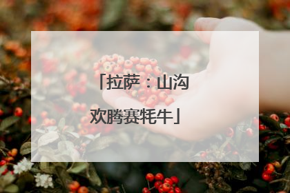 拉萨：山沟欢腾赛牦牛