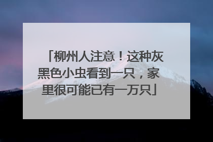 柳州人注意！这种灰黑色小虫看到一只，家里很可能已有一万只