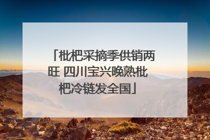 枇杷采摘季供销两旺 四川宝兴晚熟枇杷冷链发全国