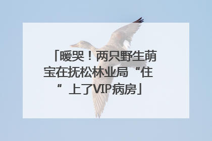 暖哭！两只野生萌宝在抚松林业局“住”上了VIP病房