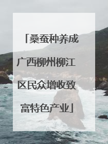 桑蚕种养成广西柳州柳江区民众增收致富特色产业