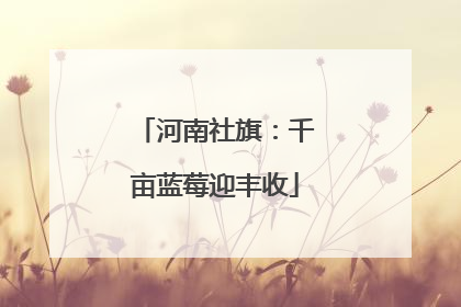 河南社旗：千亩蓝莓迎丰收
