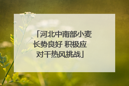河北中南部小麦长势良好 积极应对干热风挑战