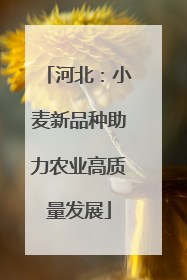 河北：小麦新品种助力农业高质量发展
