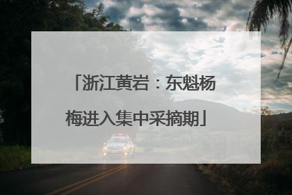 浙江黄岩：东魁杨梅进入集中采摘期
