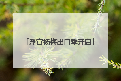 浮宫杨梅出口季开启
