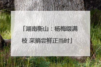 湖南衡山：杨梅缀满枝 采摘尝鲜正当时