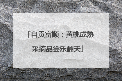 自贡富顺：黄桃成熟 采摘品尝乐翻天
