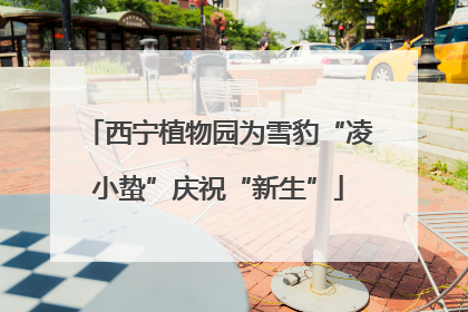 西宁植物园为雪豹“凌小蛰”庆祝“新生”