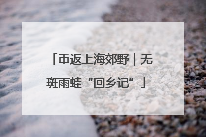 重返上海郊野｜无斑雨蛙“回乡记”