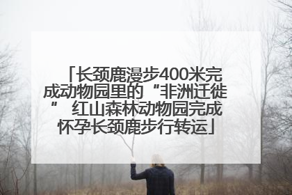 长颈鹿漫步400米完成动物园里的“非洲迁徙” 红山森林动物园完成怀孕长颈鹿步行转运
