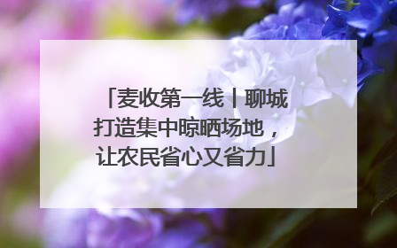 麦收第一线丨聊城打造集中晾晒场地，让农民省心又省力