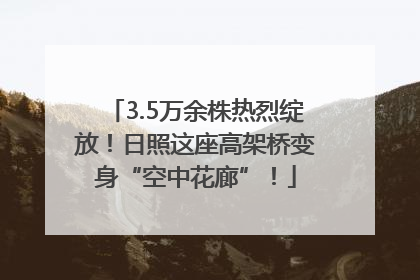 3.5万余株热烈绽放！日照这座高架桥变身“空中花廊”！